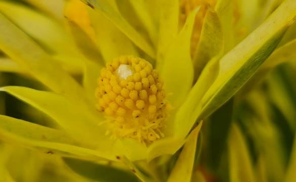 Leucadendron xanthoconus male flowerhead